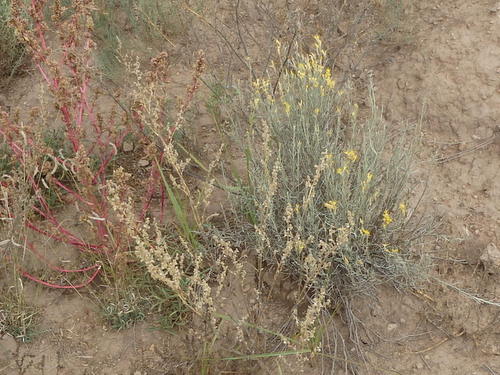 GDMBR: A late season flowering bush (it is October).